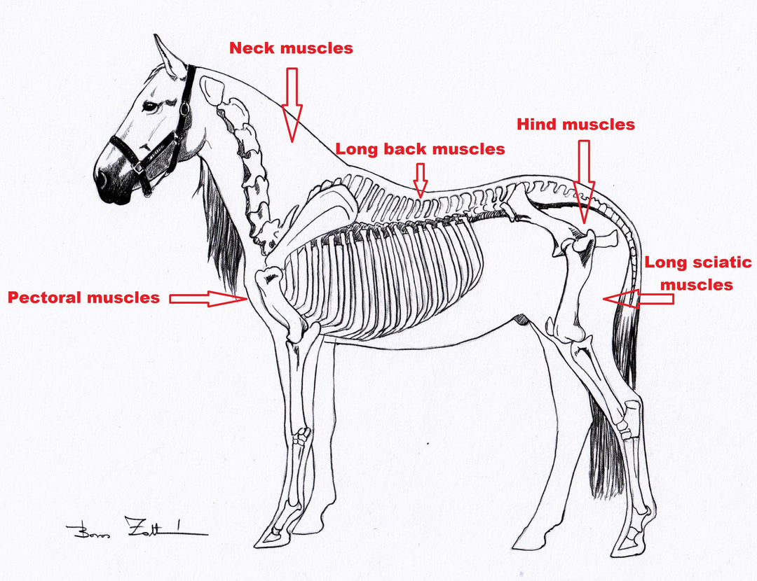 Individualized Rehabilitation