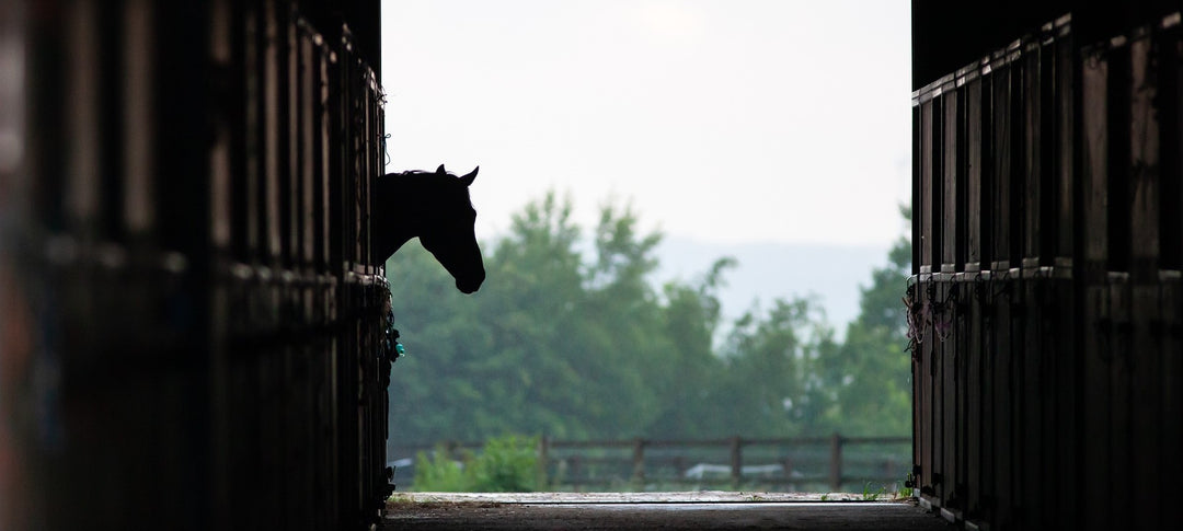 A Guide to Box Rest and Horse Welfare Considerations