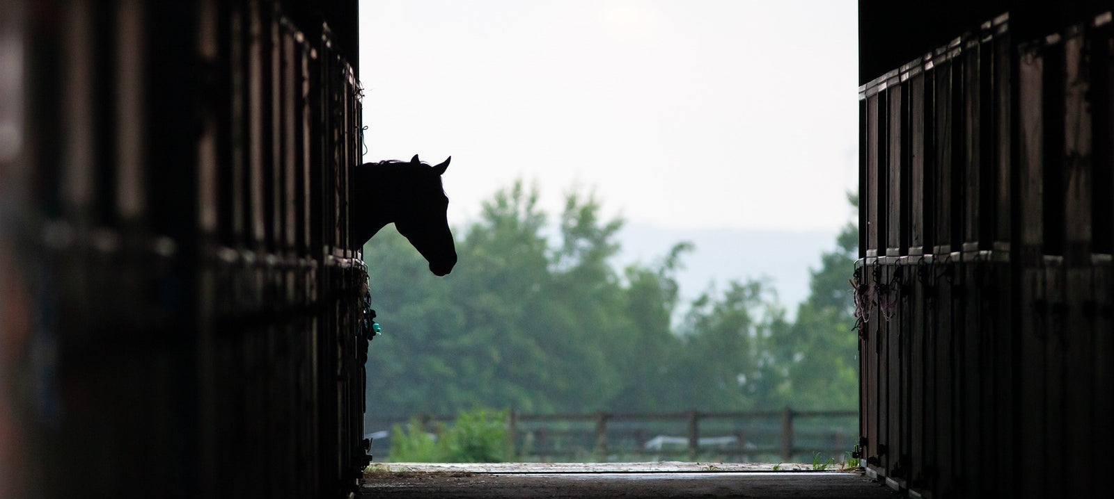 horse on box rest stable