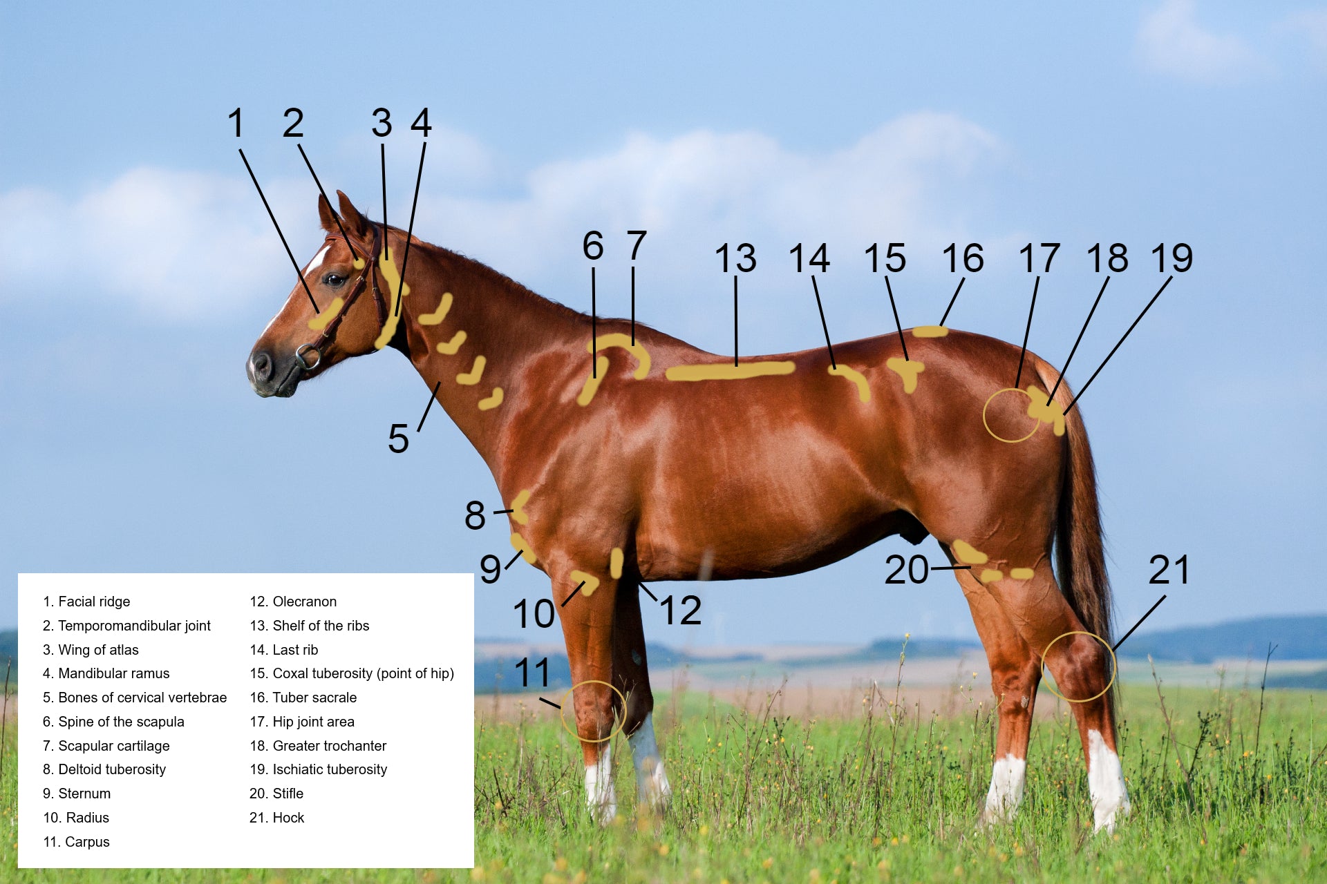 Areas to avoid when massaging horse